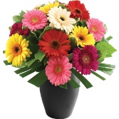 Simply Gerberas